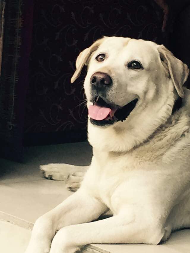 Grace Home Nuova Delhi Esterno foto